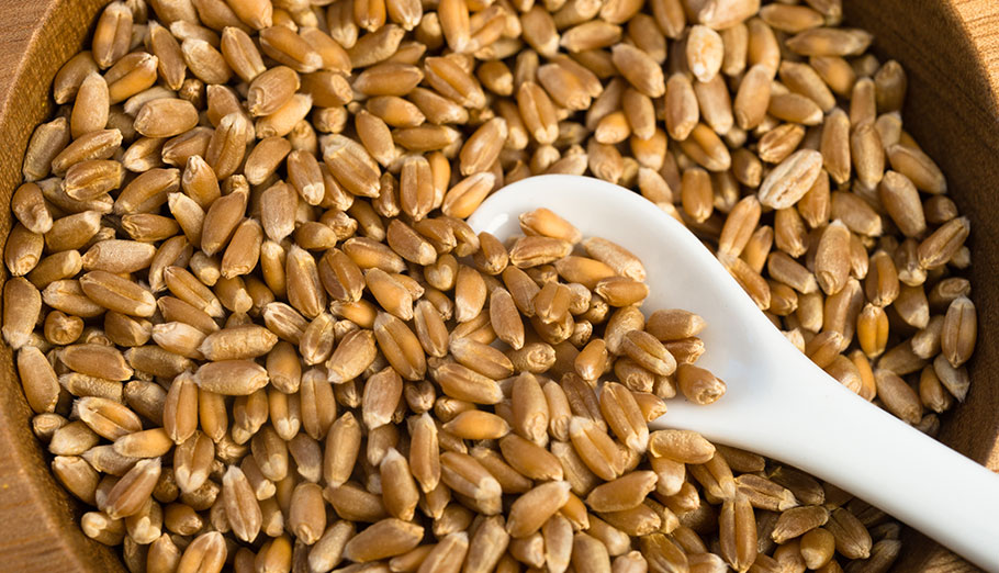 Hard Red Wheat